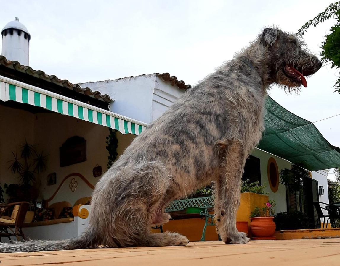 Quinta Do Cano Évora Dış mekan fotoğraf
